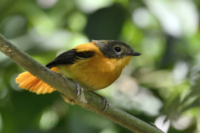 Black-and-orange Flycatcher