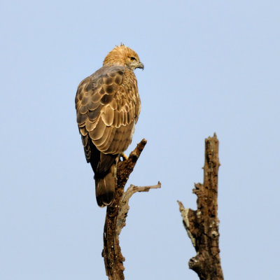 Himalayan Buzzard