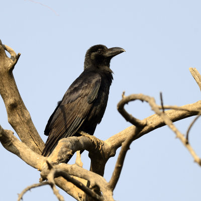 Indian Jungle Crow 