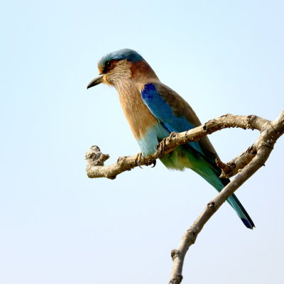 Indian Roller