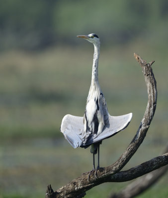 Grey Heron