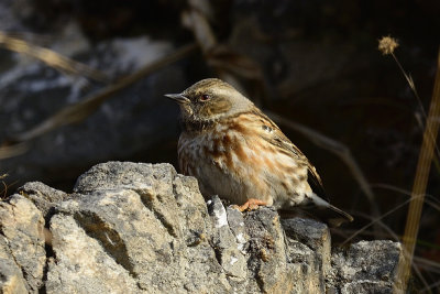 Rufous -breasted Accentor - juvenile