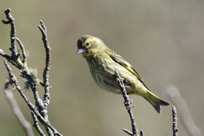 Yellow-breasted Greenfinch - juvenile