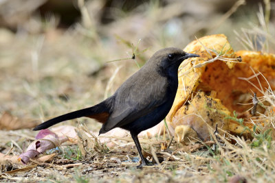 Indian Robin