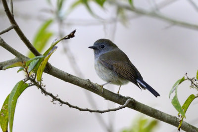 Ultramarine Flycatcher - juvenile?