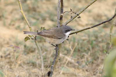 Humes Whitethroat
