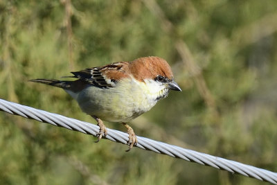 Russet Sparrow