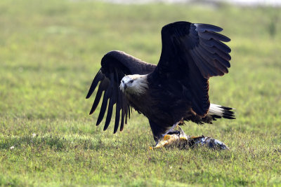 Pallass Fish Eagle with fish