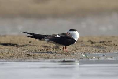 Indian Skimmer