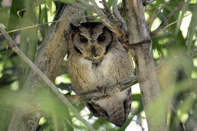 Indian Scops Owl