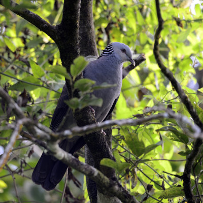 Nilgiri Wood Pigeon