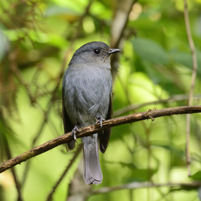 Nilgiri Flycatcher - female