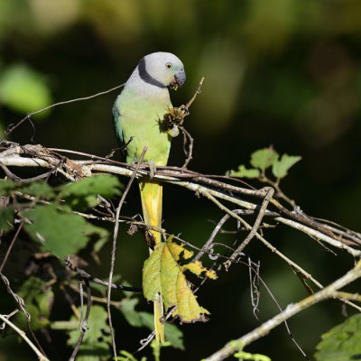 Malabar Parakeet