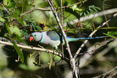 Malabar Parakeet