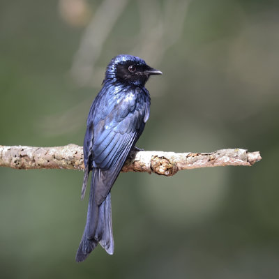 Bronzed Drongo