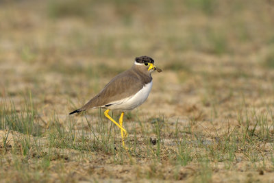 Yellow-wattled Lapwing