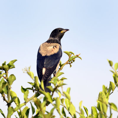 Rosy Starling - juvenile