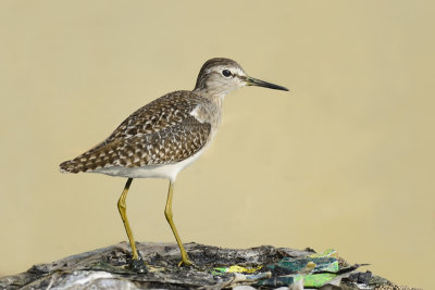 Wood Sandpiper on a landfill