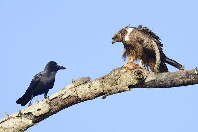 Black Kite with pray attacked by Eastern Jungle Crow