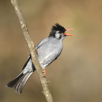 Black Bulbul