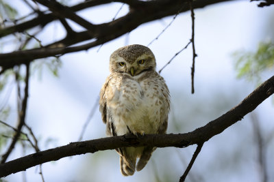 Spotted Owlet