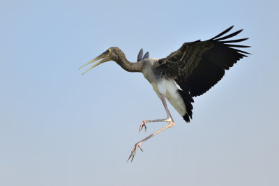 Painted Stork - juvenile