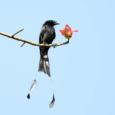 Greater Racket-tailed Drongo