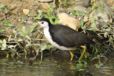 White-breasted Waterhen