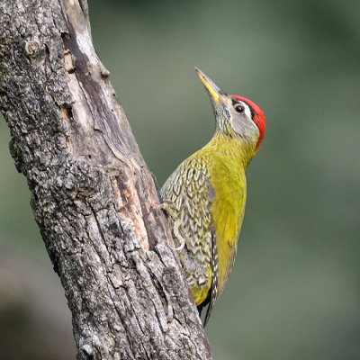 Streaked-throated Woodpecker