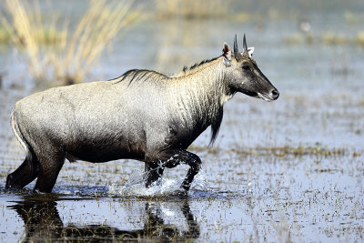 Nilgai antilope - male - India