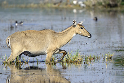 Nilgai antilope - female - India