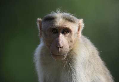 Wild dogs Rhesus Macaque - India
