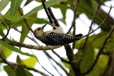 Hoffmanns Woodpecker - female