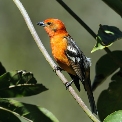 Flame-collared Tanager