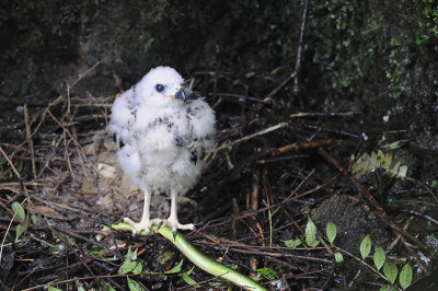 young eagle - This photo was made in collaboration with a research project of two US universities.