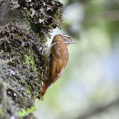 Streaked Xenops 