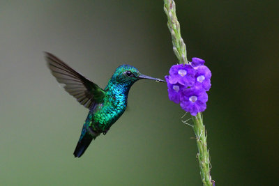 Blue-tailed Emerald