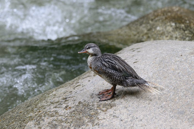 Torrent Duck - juvenile