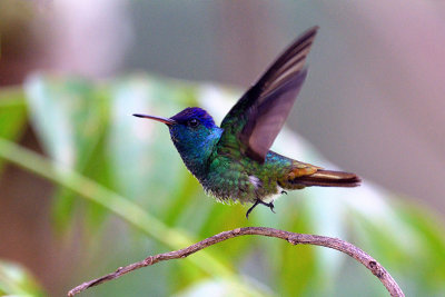 Golden-tailed Saphire