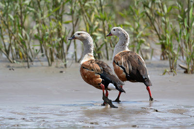 Orinoco Goose