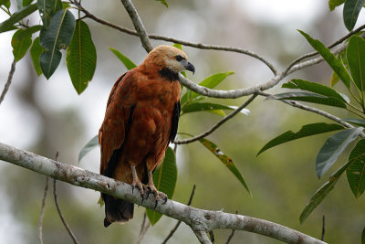 Black Collared Hawk - juvenile