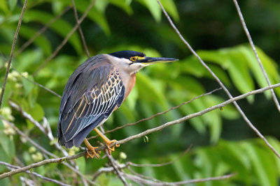 Striated Heron