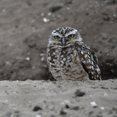 Burrowing Owl 