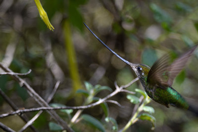 Sword-billed Hummingbird