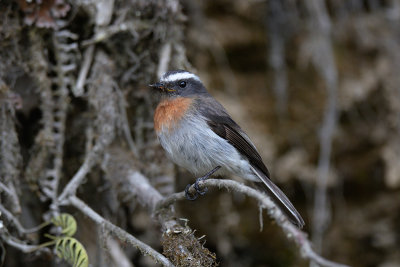 Rufous-breasted Chat-tyrant