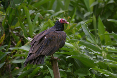 Turkey Vulture - amazonia