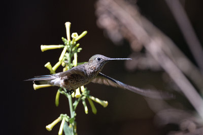 Giant Hummingbird - juvenile?