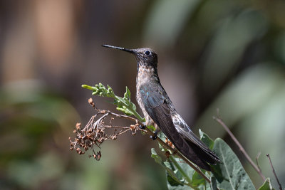 Giant Hummingbird - juvenile?