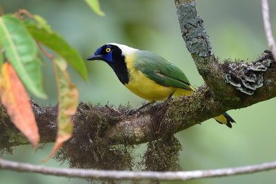 Green Jay 