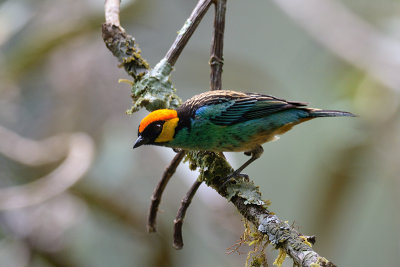 Saffron - crowned Tanager